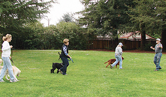 Mission City Dog Training