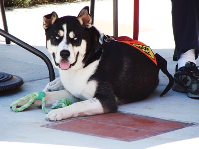 Dogs, Cats Wag and Purr Their Way to New Homes Dogs, Cats Wag and Purr Their Way to New Homes