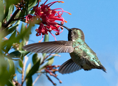 Hummingbird Days Hummingbird Days