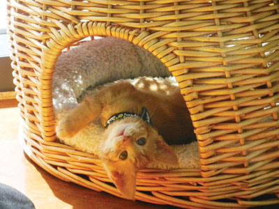 SVACA Finds Homes for Furry Friends SVACA Finds Homes for Furry Friends
