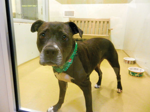 SVACA Holds Whisker Wonderland Event, Borders No Kill Status SVACA Holds Whisker Wonderland Event, Borders No Kill Status