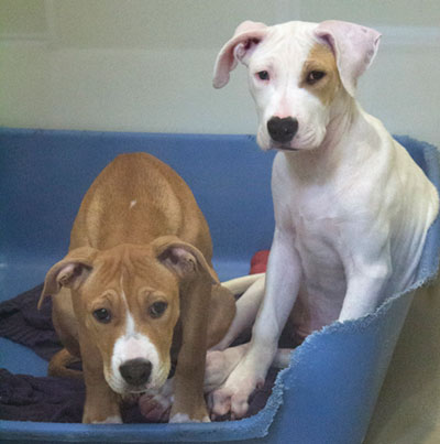 SVACA's Annual Event Finds Homes for Homeless Animals SVACA's Annual Event Finds Homes for Homeless Animals