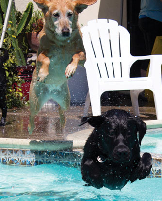 It's a Dog's Life at Santa Clara Event It's a Dog's Life at Santa Clara Event
