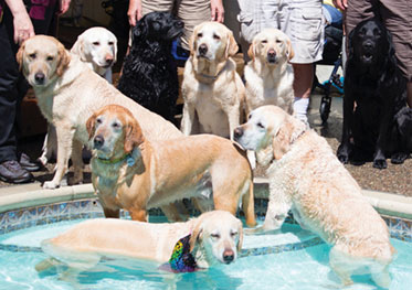It's a Dog's Life at Santa Clara Event It's a Dog's Life at Santa Clara Event
