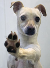 SVACA Holds Adoption Event, Saves Lives SVACA Holds Adoption Event, Saves Lives