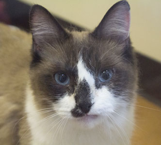 SVACA Holds Adoption Event, Saves Lives SVACA Holds Adoption Event, Saves Lives