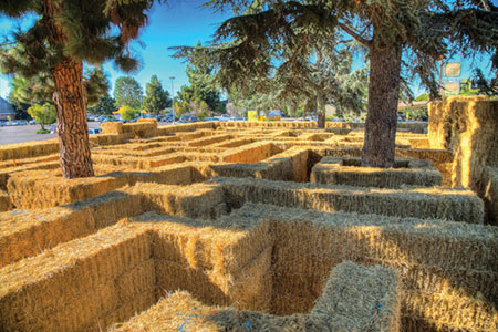 Mystery Maze Now Open Mystery Maze Now Open
