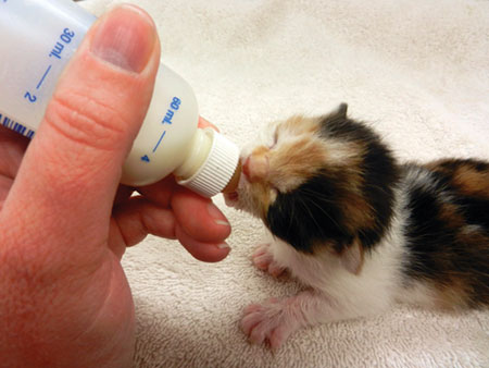 Kitten Foster Parenting Kitten Foster Parenting