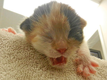 Kitten Foster Parenting Kitten Foster Parenting