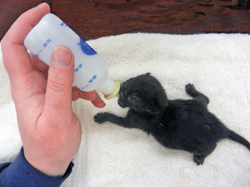 Kitten Foster Parenting Kitten Foster Parenting