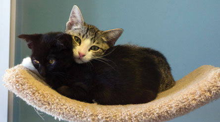 Aloha Adoptions at SVACA Aloha Adoptions at SVACA