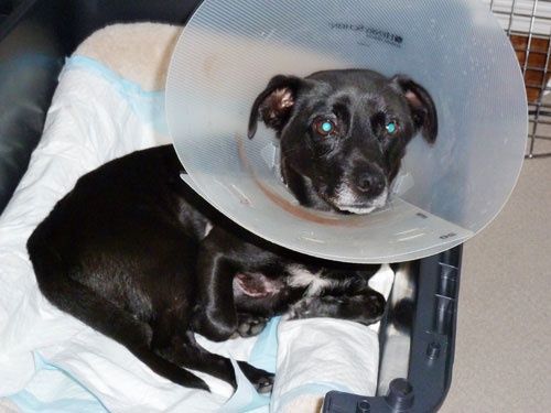 Donations Still Needed to Save Dog's Life Donations Still Needed to Save Dog's Life
