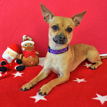 Humane Society Silicon Valley and Shelter First Partners Announce 2014 Home for the Holidays Program Humane Society Silicon Valley and Shelter First Partners Announce 2014 Home for the Holidays Program