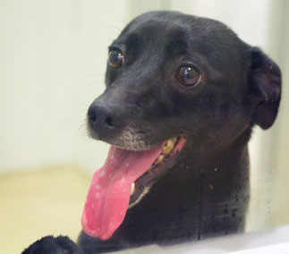 Community Help Needed to Save Injured Dog Community Help Needed to Save Injured Dog