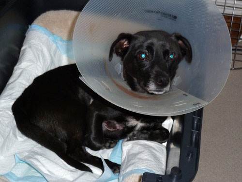 Community Help Needed to Save Injured Dog Community Help Needed to Save Injured Dog