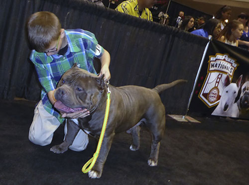 Have You Ever Seen a Big Bully? Have You Ever Seen a Big Bully?