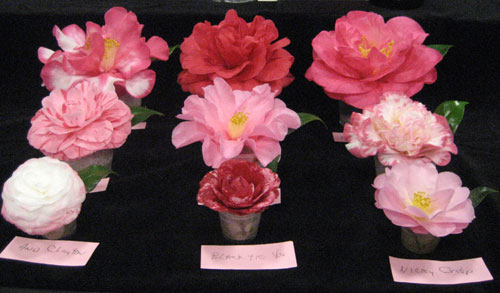 Prima Donnas of the 74th Annual Camellia Show Prima Donnas of the 74th Annual Camellia Show