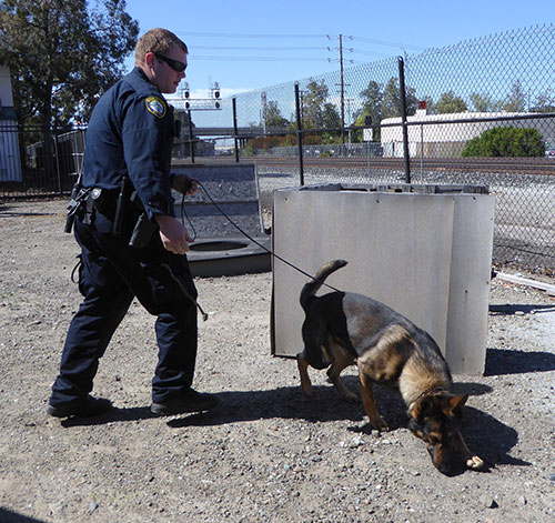 Game's On As Police K9s Sniff Out Crime Game's On As Police K9s Sniff Out Crime
