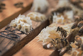 Area beekeepers implore city to allow apiaries, city responds Area beekeepers implore city to allow apiaries, city responds