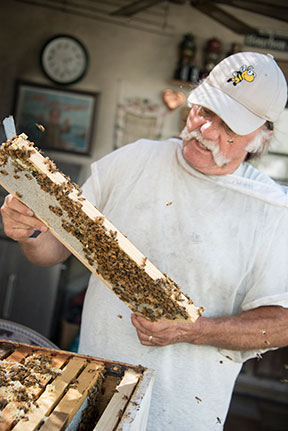 Area beekeepers implore city to allow apiaries, city responds Area beekeepers implore city to allow apiaries, city responds