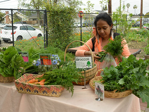 SCU Educates Community While Improving Access to Fresh Produce SCU Educates Community While Improving Access to Fresh Produce