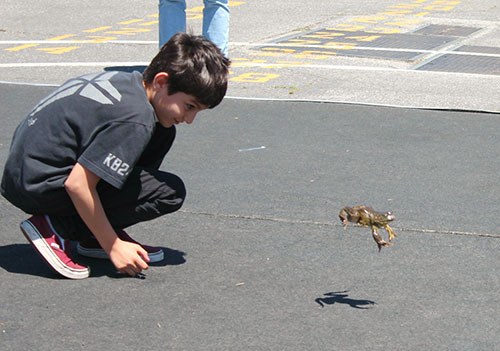 Frogs Go Hippity Hop at Sutter Elementary School's 52nd Annual Frog Jump